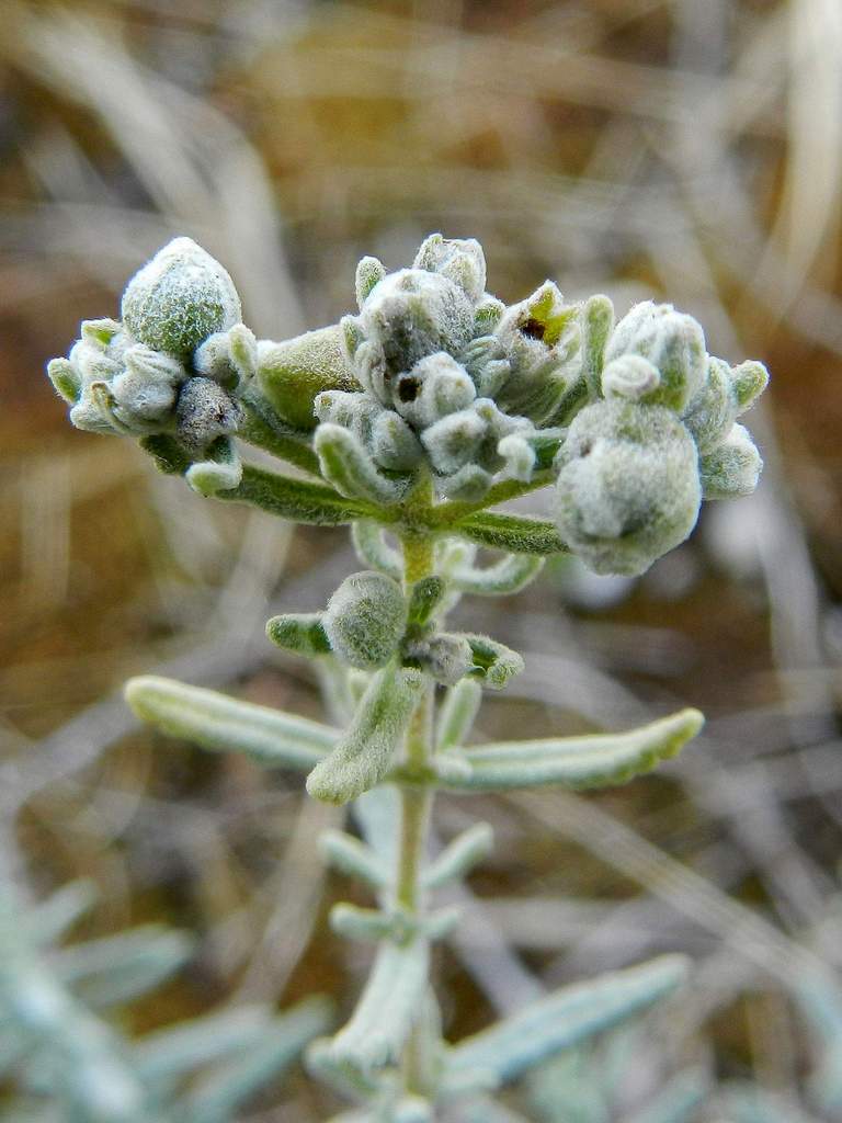 Teucrium capitatum